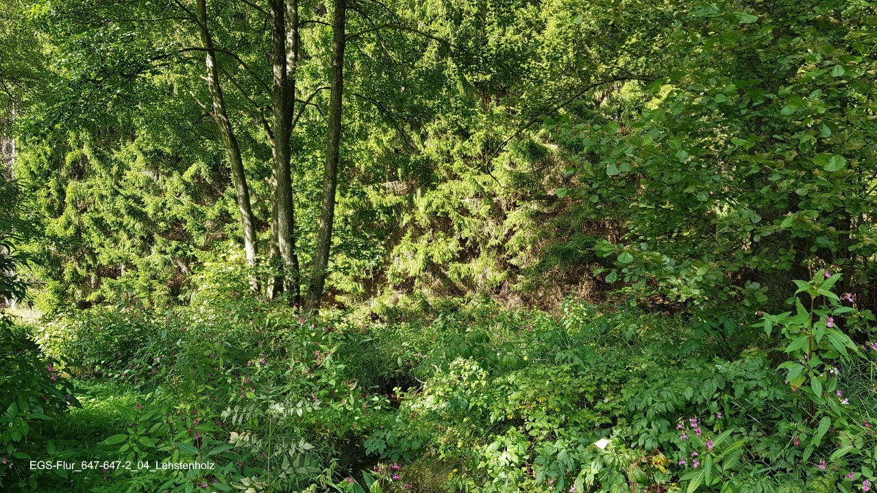 EGS-Flur_647-647-2_04_Lehstenholz.jpg